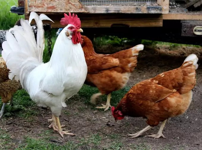 Chicken in the Backyard