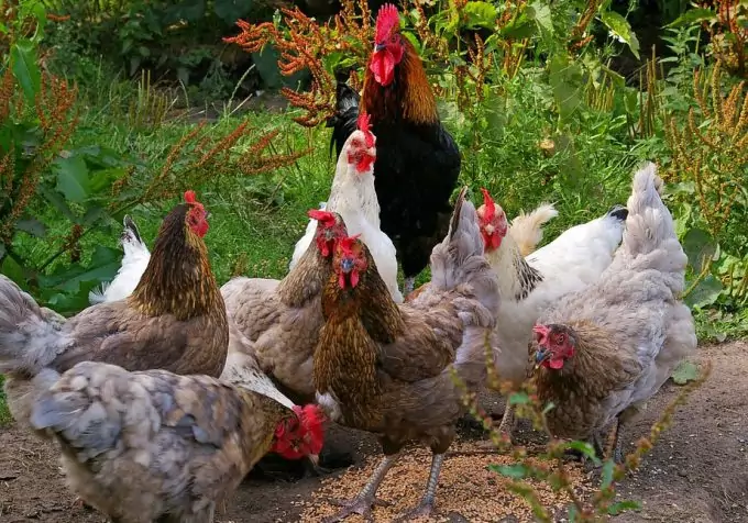 Feeding Chichens