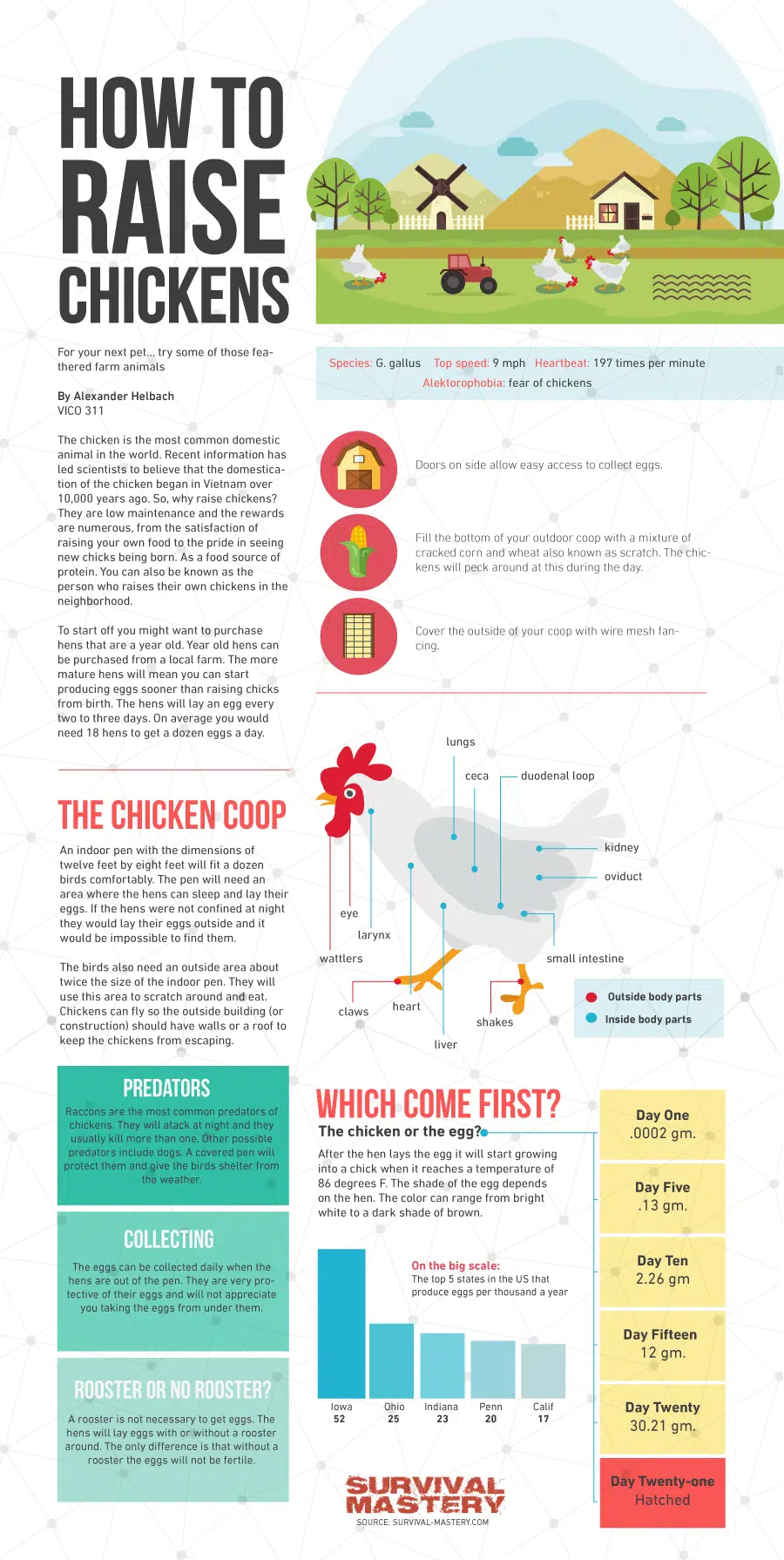 How To Raise chickens infographic