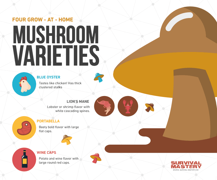 Mushrooms varieties infographic