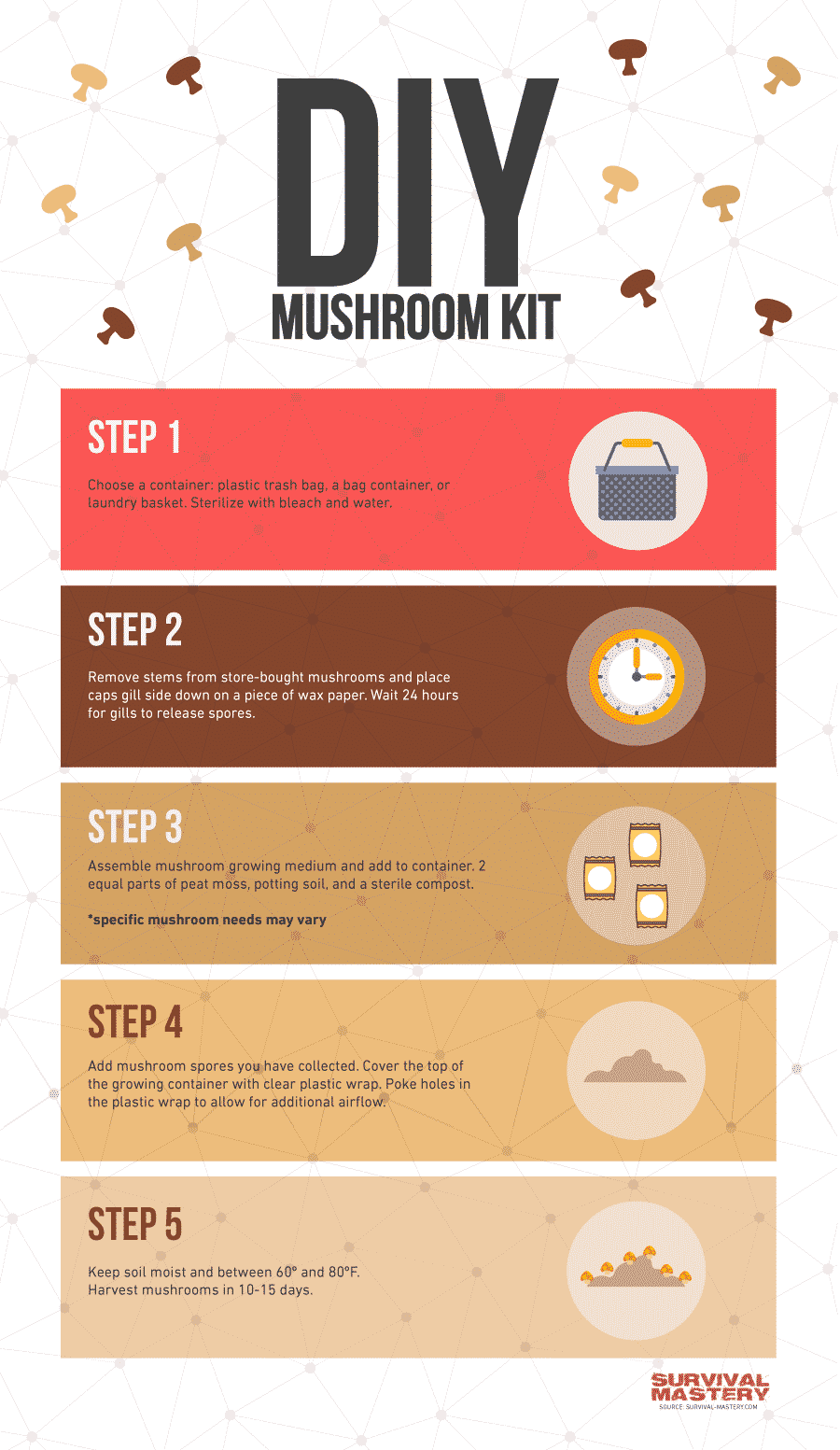 How to grow shrooms infographic