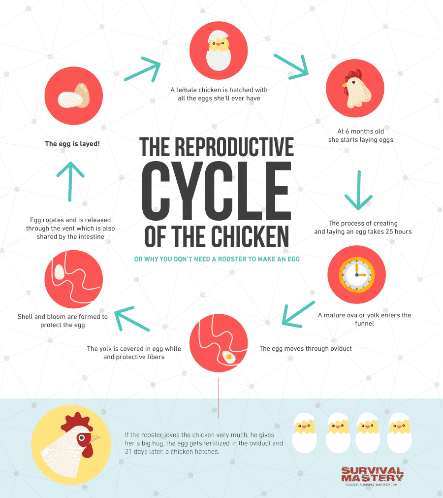 Raising_chickens infographic