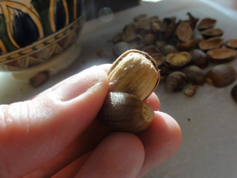 Acorn without shell