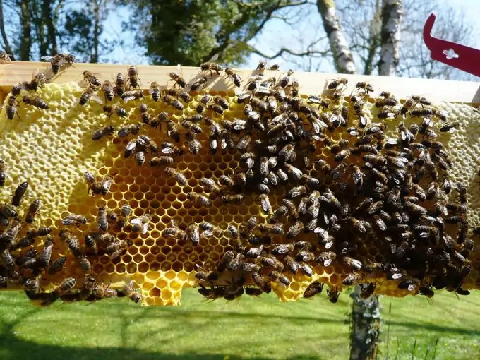 Beekeeping