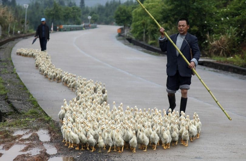 Breeder ducks