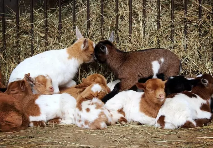 Breeding Goats