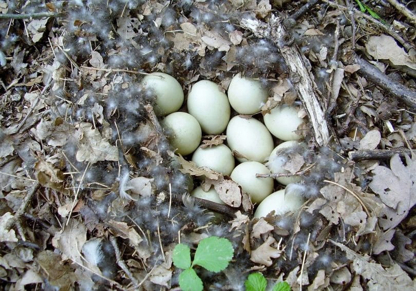 Brooding duck eggs