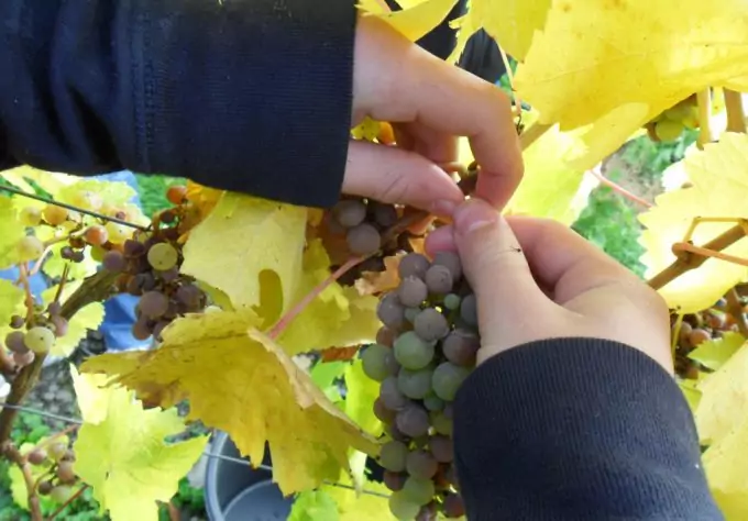 Collecting Fruits