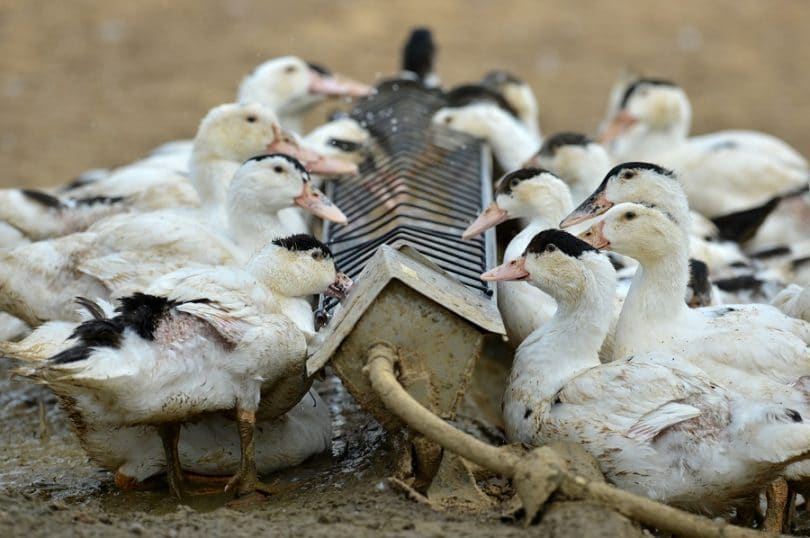 Ducks eating