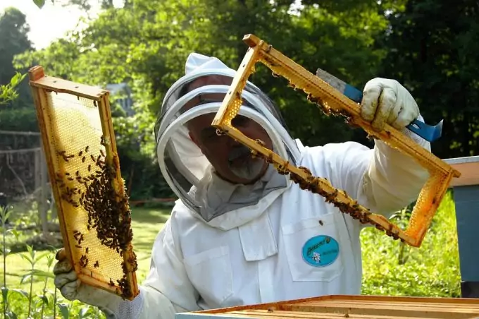 Harvesting Honey