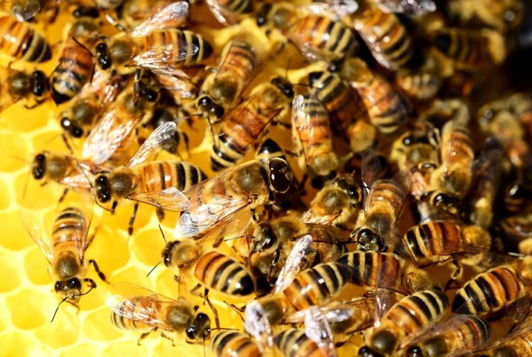 How To Raise Honey Bees a Beekeeper SurvivalMastery