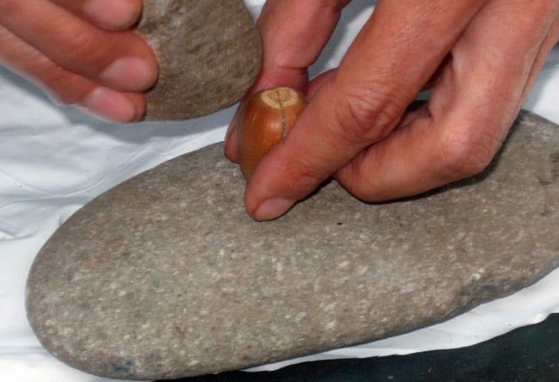 How to shell acorns