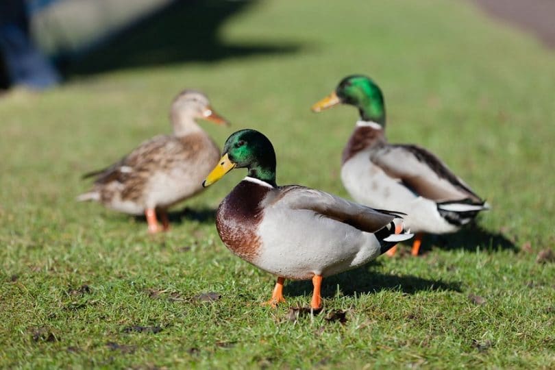 Keeping your ducks healthy