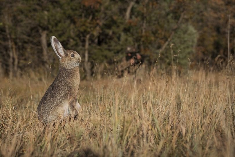 Montana Decoy Miss Hoptober