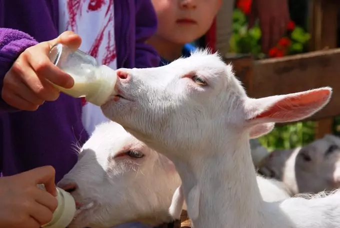 Oral Medication For Goats