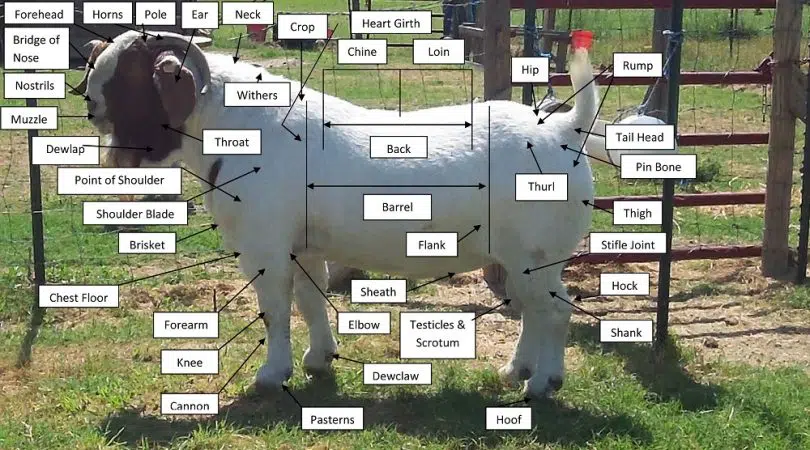 Parts of a Goat infographic