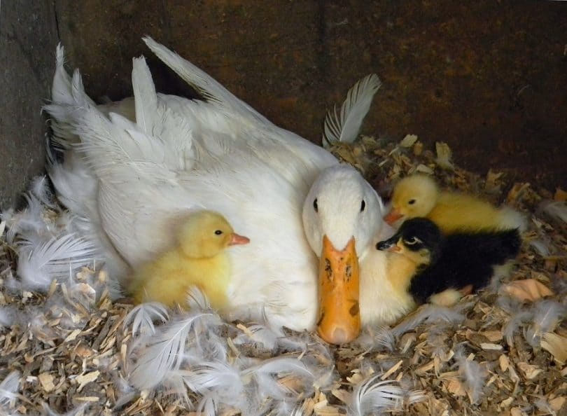 Pekin_Duck_With_Ducklings