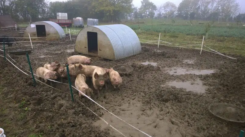 Pig housing