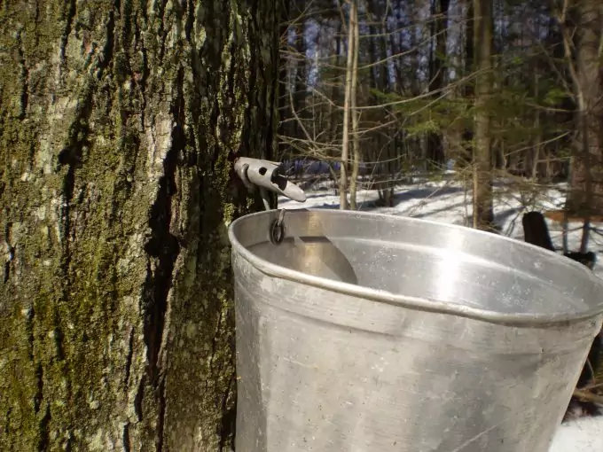 Sap Yielding Trees