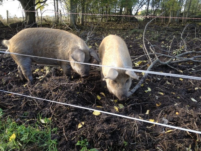 Securing pig housing