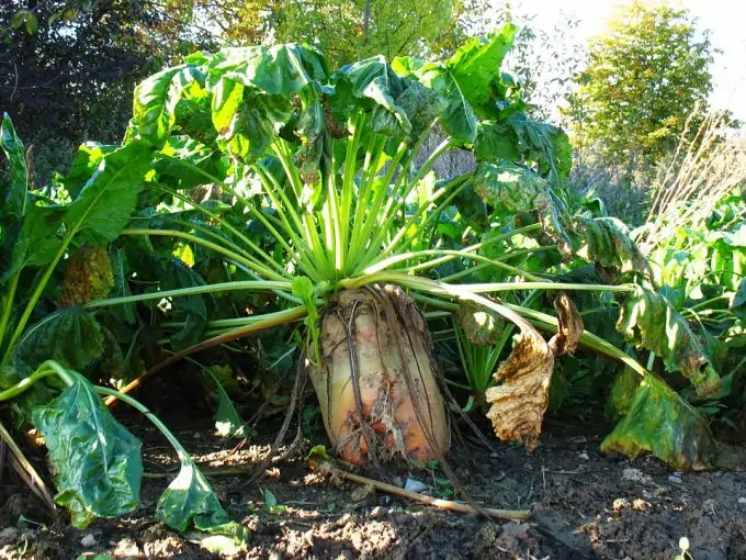 Sugar Beet