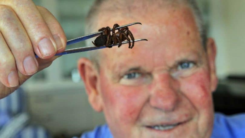 Sydney funnel spider