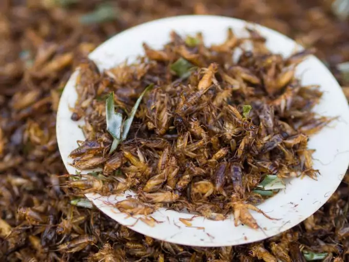 Benefits of Eating Insects