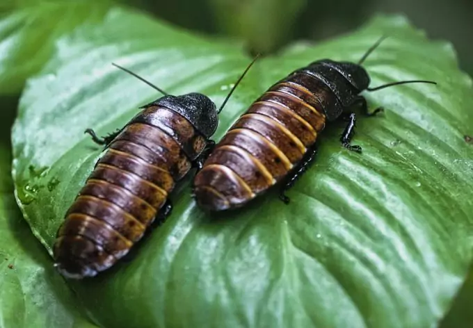 Edible Cockroaches