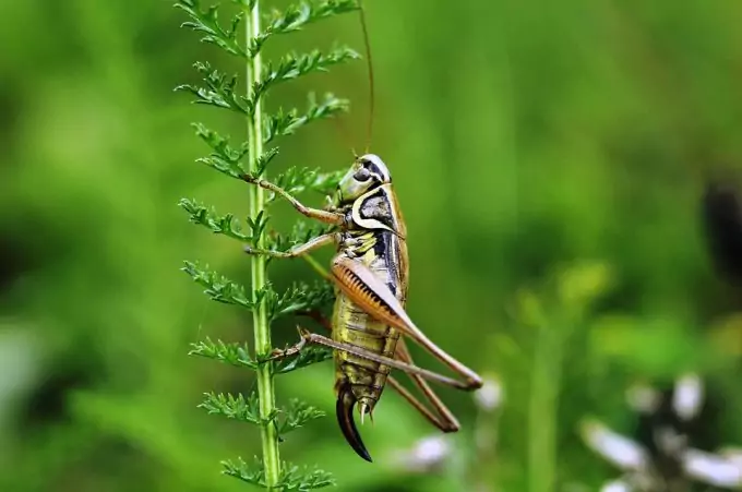 Cricket