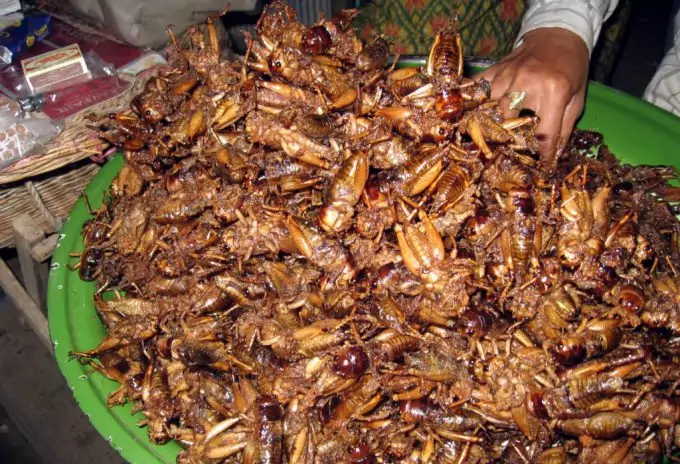 Eating Insects