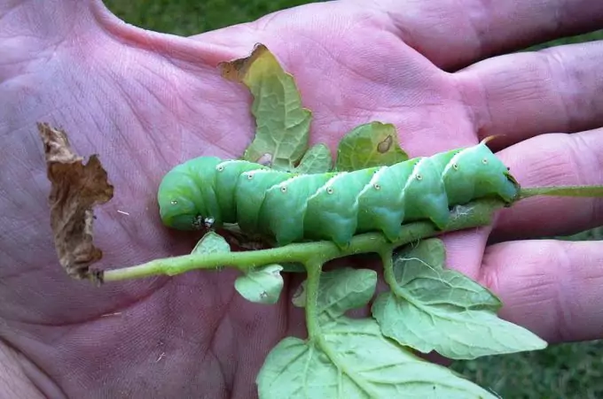 Hornworm in a Hand