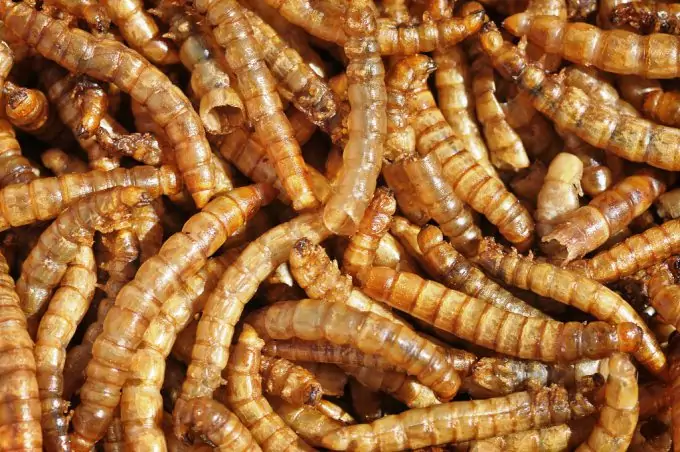 Mealworms