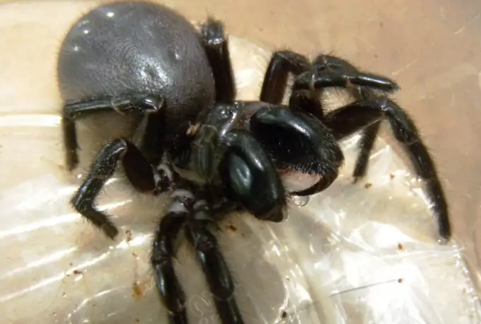 Sydney Funnel-Web Spider