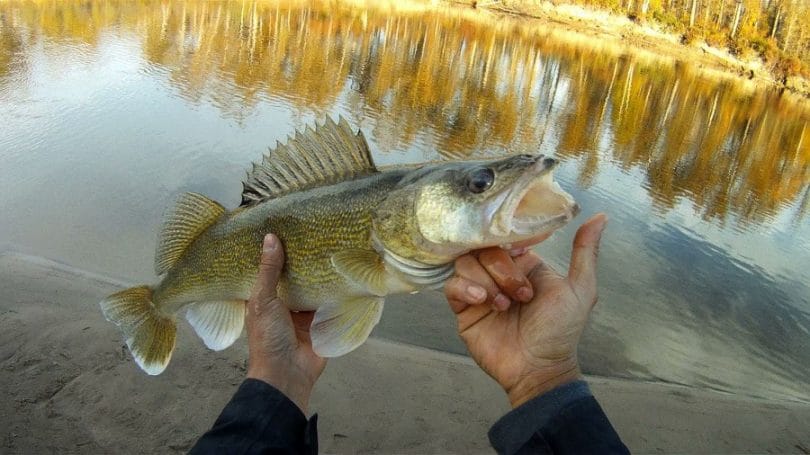 Walleye fish