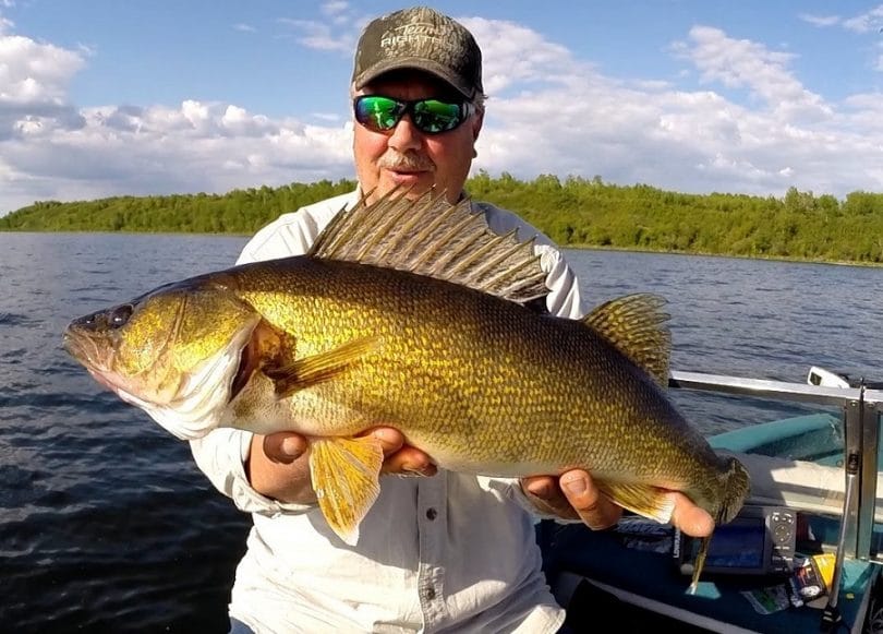 Walleye fish in summer