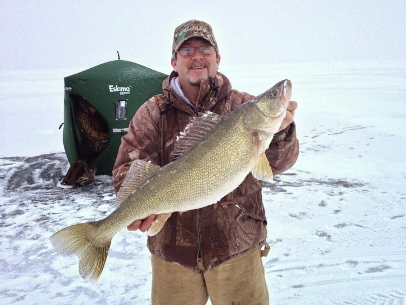 Walleye fish in winter