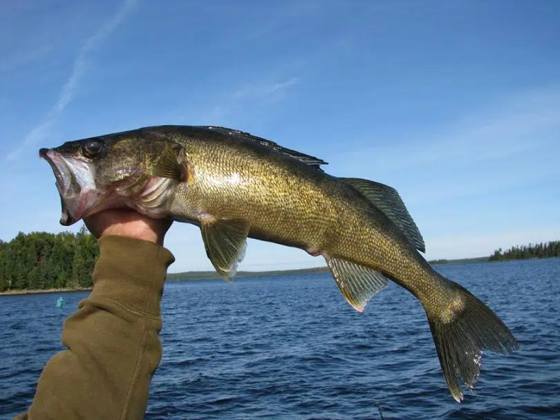 Walleye fish