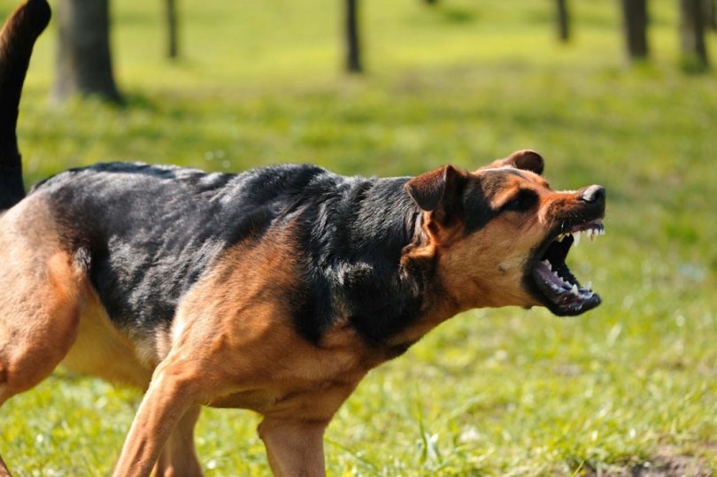 Aggresive dog barking