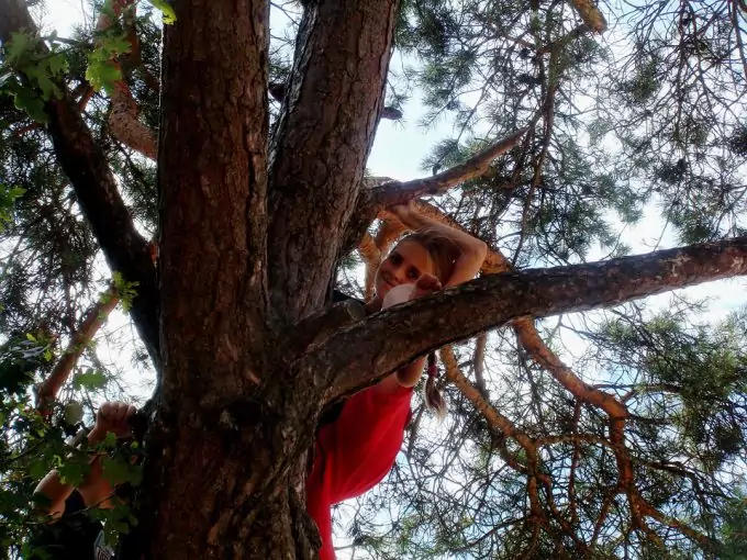 Climb on a Tree Safely