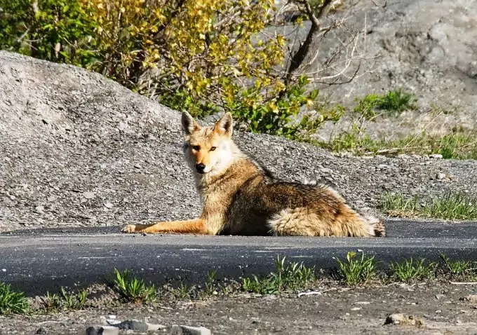 Coyote