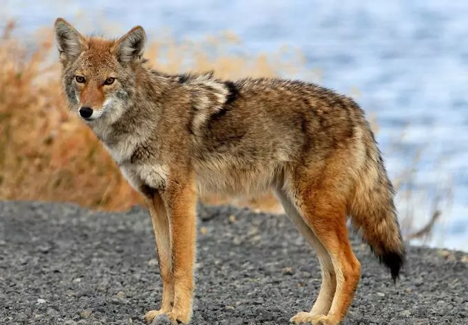 Coyote