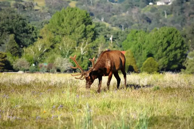 Elk