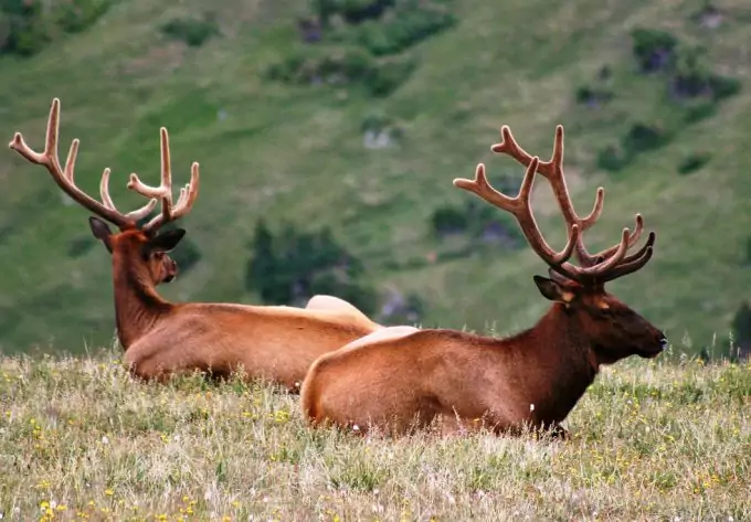 Elk Habitat