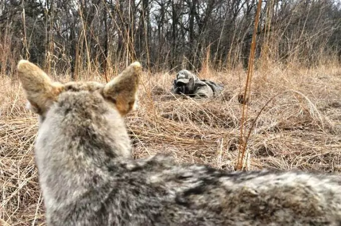 Hunting Coyote