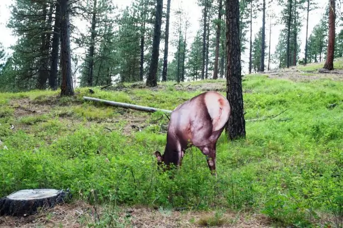 Montana Decoy Miss September Feeding Elk