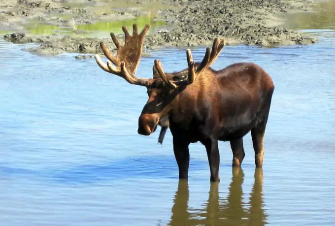 Moose Drinking Water