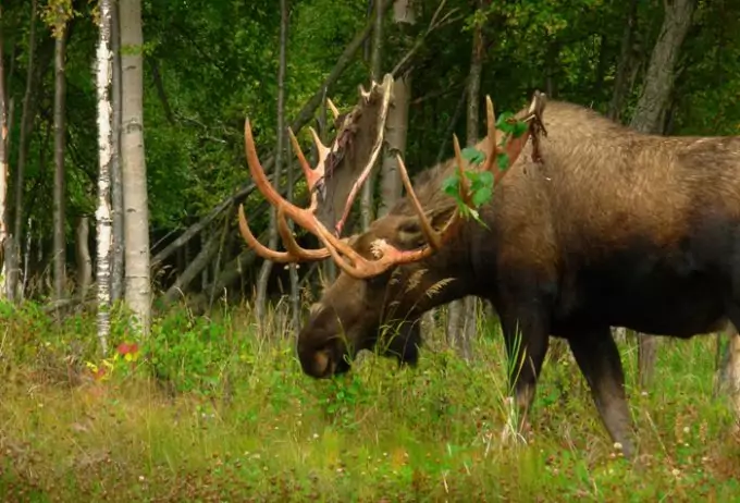 Moose in Forest