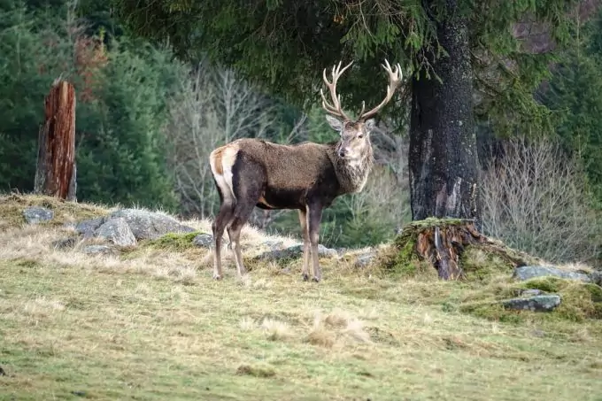 Moose in the Forest