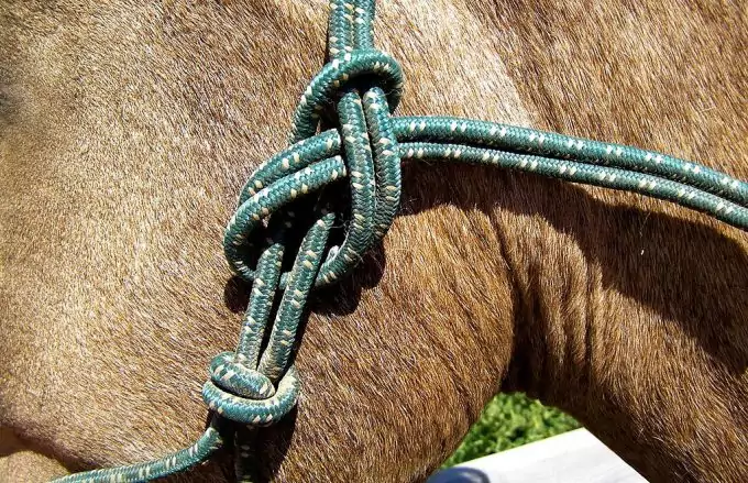 Rope Halter