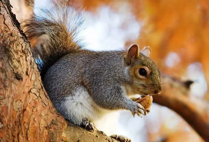 Squirrel Hunting Tips: Getting Rid Of Pests